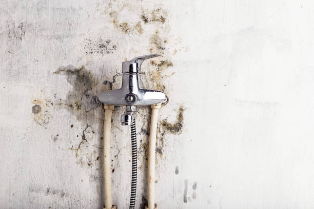 Professional Mold Removal in Pleasantdale, NJ