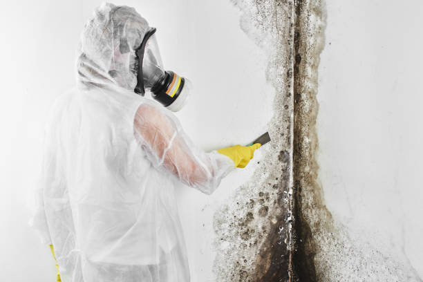 Best Home Mold Removal  in Pleasantdale, NJ