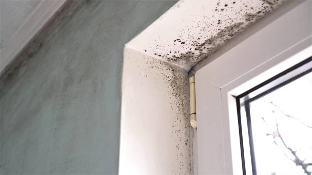 Best Attic Mold Removal  in Pleasantdale, NJ