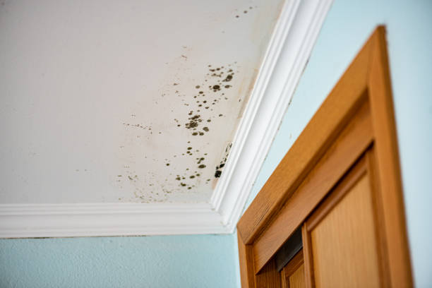 Best Mold Inspection  in Pleasantdale, NJ