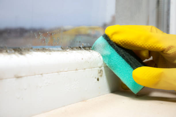 Best Local Mold Removal Service  in Pleasantdale, NJ