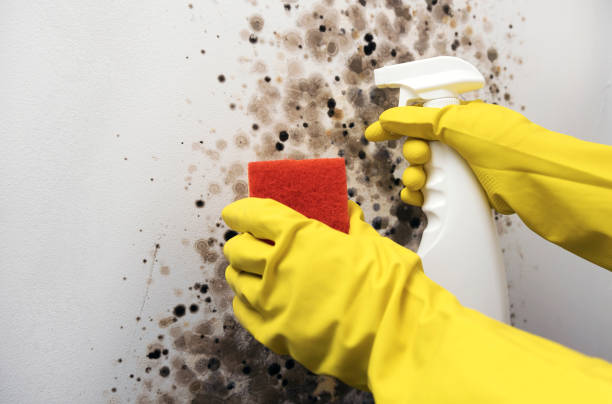 Best Fast Mold Removal  in Pleasantdale, NJ