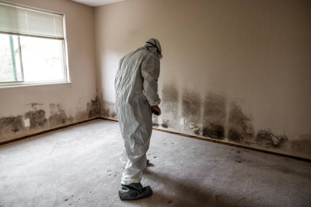 Best Mold Removal Specialists  in Pleasantdale, NJ