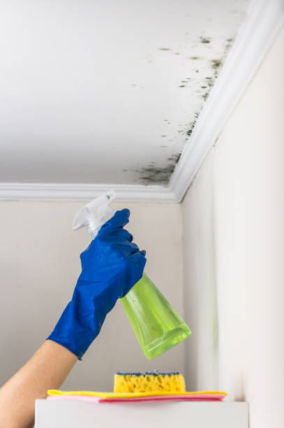 Best Professional Mold Removal  in Pleasantdale, NJ